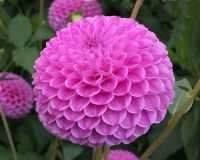 เมล็ดพันธุ์ dahlia pinnata pompon 30 เมล็ด เมล็ดพันธุ์นำเข้าจาก อังกฤษ