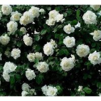 30 เมล็ด เมล็ดพันธุ์ Garden Seeds ดอกกุหลาบ สีขาว พันธุ์แคระ กุหลาบจิ๋ว Rose Seeds