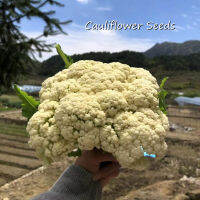 ปลูกง่าย ปลูกได้ทั่วไทย ของแท้ 100% White Cauliflower Seeds 200 Pcs Vegetable Seeds เมล็ดพันธุ์ผัก เต็มไปด้วยคุณค่าทางโภชนาการ เมล็ดพันธุ์ผัก ผักสวนครัว พันธุ์ไม้หายาก Plants Seeds for Home &amp; Garden Planting