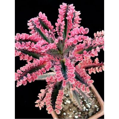 HOT** ต้นเศรษฐีเพชรชมพู Kalanchoe pink butterfly ส่งด่วน พรรณ ไม้ น้ำ พรรณ ไม้ ทุก ชนิด พรรณ ไม้ น้ำ สวยงาม พรรณ ไม้ มงคล