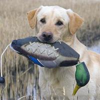 Mimics Dead Duck Bumper Toy For Training Puppies Or Hunting Dogs Teaches Mallard Waterfowl Game Retrieval Duck Dummy Toys