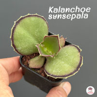 Kalanchoe synsepala ไม้อวบน้ำ กุหลาบหิน cactus&amp;succulentหลากหลายสายพันธุ์