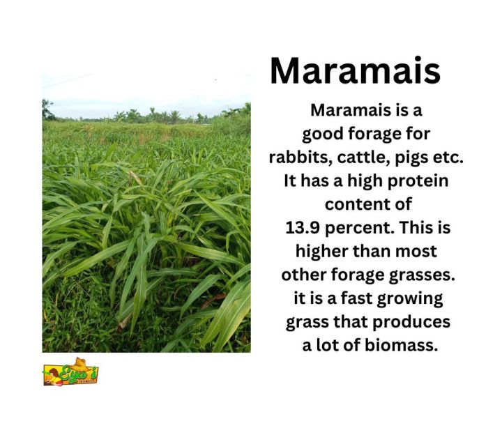 Maramais 50 seeds / Geukdong Ph Fast growing Forage Grass Good forage