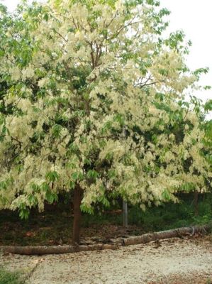 ต้นพะยอม(ขาว)20-30เซน(ชุด10ต้น200บาท)