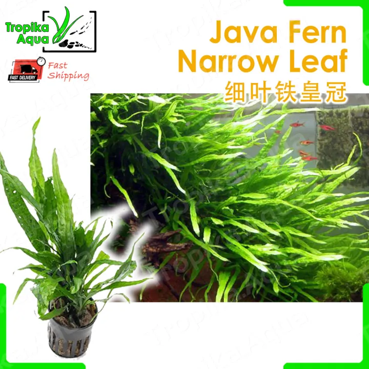 Java Fern Narrow 细叶铁皇冠 (Microsorum pteropus “Narrow Leaf”) aquarium
