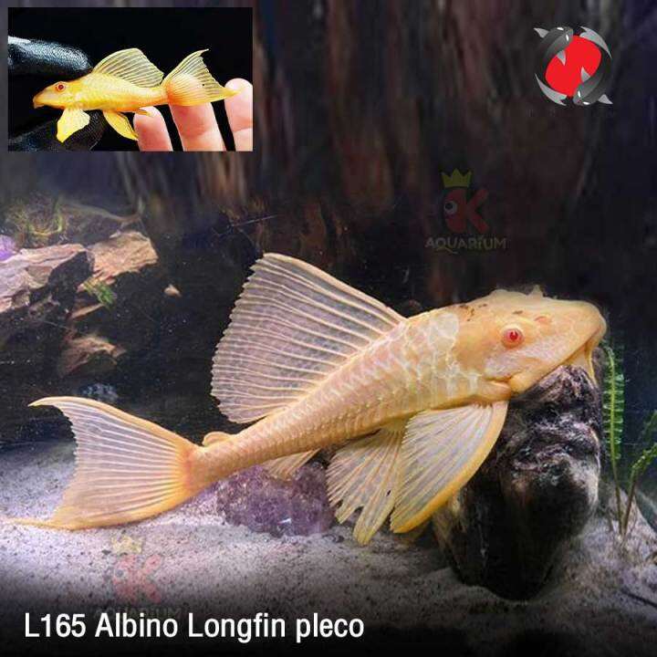 ปลาซัคเกอร์ L165 (Albino Longfin Pleco) ปลาสวยงาม กำจัดตะไคร่น้ำในตู้ ...