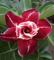 5 เมล็ด เมล็ดพันธุ์ ชวนชม ลูกผสมไฮบริด สายพันธุ์ Maria Red สีแดง กุหลาบทะเลทราย Desert Rose Adenium seed ราชินีบอนไซ ปลูกง่ายมาก รีบสะสม