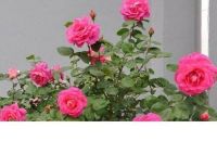 30 เมล็ด เมล็ดพันธุ์ Seeds  ดอกกุหลาบ สีบานเย็น พันธุ์แคระ กุหลาบจิ๋ว Rose Seeds