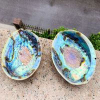 13-15CM Abalone Shell Natural Large Sea Shells Beach Decor Soap Dish Jewelry DIY Shell Nautical Home Decor Aquarium Landscape