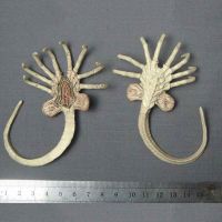 1/6เอเลียนพรีเดเตอร์สัตว์ Facehugger ตัวอ่อนอุปกรณ์ตุ๊กตาขยับแขนขาได้สำหรับ12Quot; ตุ๊กตาขยับแขนขาได้ตุ๊กตาทหารในสต็อก