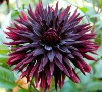 1 หัว/ออเดอร์ รักเร่ Dahlia Bulb สายพันธุ์ Black Jack หัวรักเร่ ดอกไม้ หัวหน่อ เหง้า นำเข้า เนเธอร์แลน หัวสดใหม่