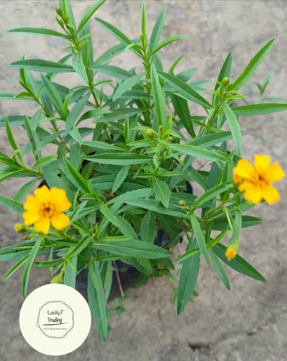 Tarragon Live Plant (STRICTLY LUZON ONLY) With FREE Plastic Pot