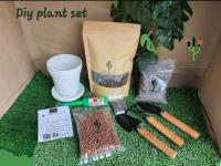 Diy Plant Set ปลูกต้นไม้ ไม้ฟอกอากาศ ไม้มงคล เปลี่ยนกระถาง ต้นไม้