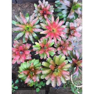 HOT** พิเศษ-นีโอไฮบริดธีมส้มฯลฯ-ยังไม่โตเต็มฟอร์ม# สับประรดสี# Bromeliad #ต้นไม้สวยงาม# ไม้ประดับ# ตกแต่งสวน# ปลูกตกแต่ง ส่งด่วน พรรณ ไม้ น้ำ พรรณ ไม้ ทุก ชนิด พรรณ ไม้ น้ำ สวยงาม พรรณ ไม้ มงคล