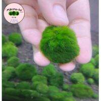 ⭐5.0 | Marimo มาริโมะสายพันธุ์ยุโรป ขนาด 2.5 - 3 ซม. อายุ 3 year  สินค้าใหม่เข้าสู่ตลาด