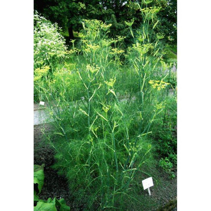 FENNEL HERB SEEDS (100 seeds) Lazada PH