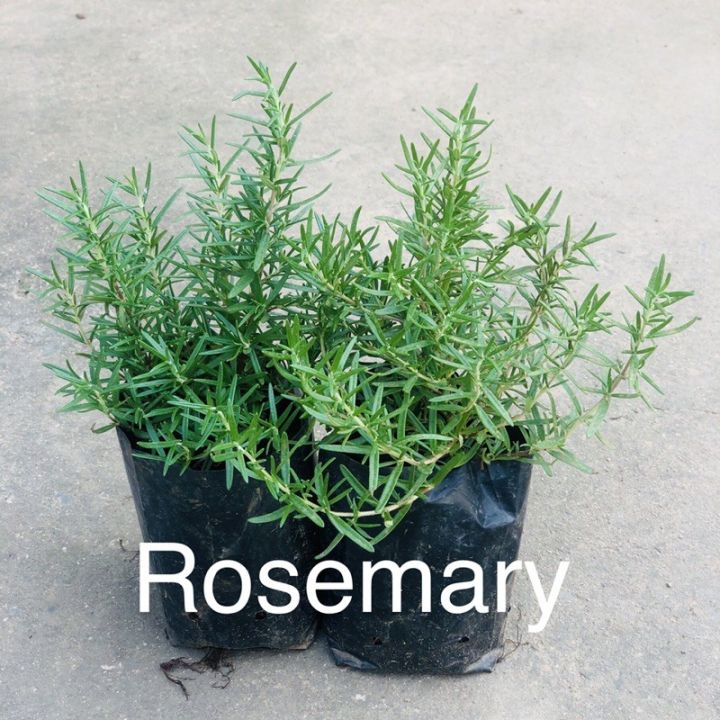 ขายดีอันดับ1-rosemary-กับ-สตอเบอรี่-เซ็ทแพ็คคู่สุดคุ้ม-rosmary1-สตอเบอรี่-4-ส่งทั่วไทย-ต้นไม้-ฟอก-อากาศ-กระถาง-ต้นไม้-ไม้-ประดับ-ต้นไม้-ปลูก-ใน-บ้าน