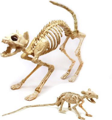 โครงกระดูกแมวและหนูโครงกระดูกสำหรับตกแต่งฮาโลวีน Kelton สัตว์ Reaper กระดูกสัตว์ในสัตวแพทย์วิทยาศาสตร์