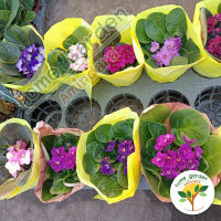 ??แอฟริกันไวโอเล็ต ดอกคละสี ??(African Violet Crazy) กระถาง 3-4 นิ้ว สูง 15 ซม. ต้นไม้ดอกประดับขนาดเล็ก ดอกสีสันหลากหลาย