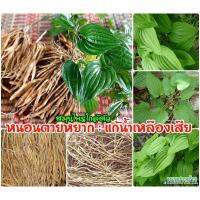 ( Pro+++ )++ หน่อ ราก หนอนตายหยากแบบสด เป็นพืชที่จัดอยู่ในวงศ์หนอนตายหยาก (STEMONACEAE) ใช้ปลูก ขนาด 1000กรัม ราคาดี ต้นไม้ ฟอก อากาศ กระถาง ต้นไม้ ไม้ ประดับ ต้นไม้ ปลูก ใน บ้าน