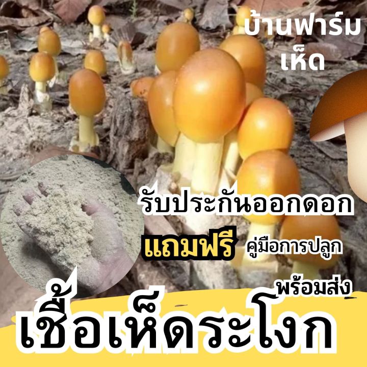 หัวเชื้อเห็ดระโงก-เชื้อเห็ด-แบบเข้มข้น-หมักจนเป็นจุลินทรีย์ฮอโมน-รับประกันออกดอก