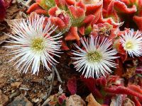 เมล็ดพันธุ์ ไม้ดอกอวบน้ำ Mesembryanthemum crystallinum iceplant  10 เมล็ด เมล็ดพันธุ์นำเข้าจาก อังกฤษ