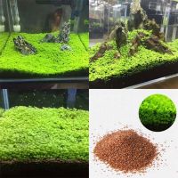 100 เมล็ดหญ้าน้ำ สำหรับปลูกตกแต่งตู้ปลา ตู้ไม้น้ำ Aquarium Plants Seeds ช่วยสร้างระบบนิเวศในตู้ปลาให้เหมือนกับธรรมชาติ พืชน้ำตกแต่งตู้ปลา.