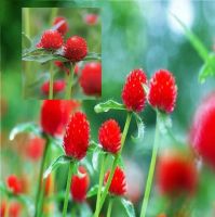 เมล็ดพันธุ์ บานไม่รู้โรย สีแดง Gomphrena Mix seed ดอกไม้ พรรณไม้ คุณภาพ 100 เมล็ด ปลูกง่าย ออกดอกบ่อย ทนฝน ทนแดด