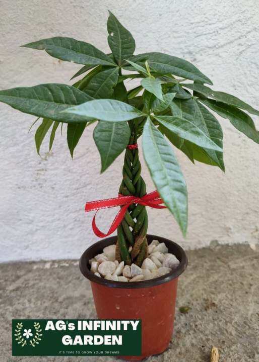 Money tree BRAIDED with FREE plastic pot, garden soil and pebbles