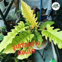 โปรแรง ฟิโลเดนดรอน ใบเลื่อยทอง  Philodendron Ring of Fire Gold กระถาง 2-3 นิ้ว  (ไม่สามารถเลือกต้นได้) เก็บเงินปลายทาง