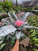 (1ต้น) ต้น Aechmea fasciata ต้นสับปะรดสี สี ชมพู  สีดอกชมพู สับปะรดสี สับปะรดสีชมพู สับปะรด ต้นสับปะรด สับปะรดประดับ ทษณน