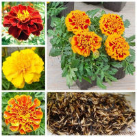 บอนสี 100เมล็ด เมล็ดพันธุ์ ดอกดาวเรืองคละสี Marigold Seeds เมล็ดบอนสี บอนสีหายาก เมล็ดดอกไม้ บอนสีสวยๆ ต้นไม้มงคล พันธุ์ดอกไม้ ต้นไม้ฟอกอากาศ ไม้ประดับ ต้นไม้ตกแต่ง ไม้ดอก ดอกไม้จริง บอนไซ ต้นไม้ ตกแต่งสวน ของแต่งสวน หญ้าเทียม plants