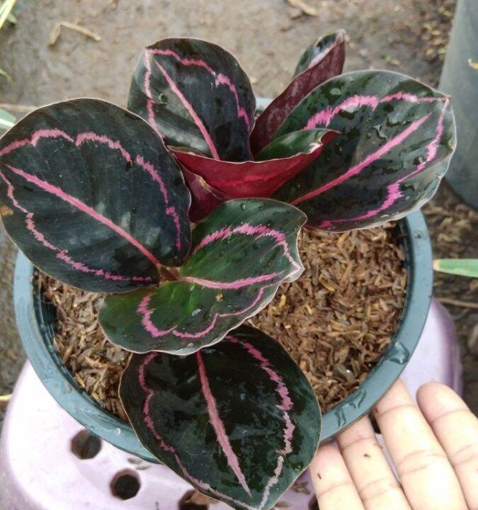 คล้านกยูงรำแพน-ต้นนกยูงรำแพน-calathea-ไม้ประดับ-ไม้มงคลเสริมการค้าขาย-เสริมโชคลาภร่ำรวยเงินทอง-กระถาง8-11นิ้ว