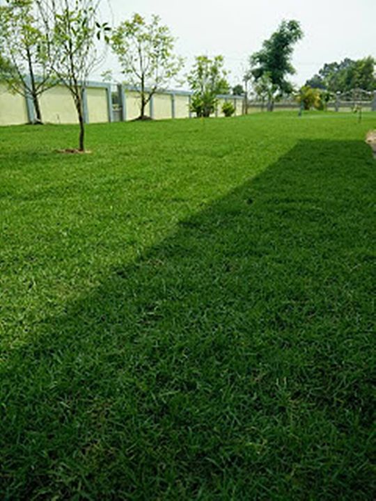 ขายส่ง-1-กิโลกรัม-เมล็ดหญ้าพาสพาลัม-paspalum-grass-หญ้าปูสนาม-สนามหญ้า-พืชตระกูลหญ้า-เมล็ดพันธ์หญ้า-ปูหญ้า-ปูสนาม-สนามหญ้าและสวน