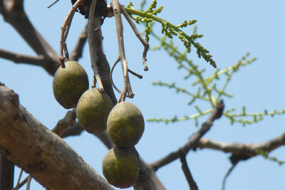 ต้นพันธุ์มะกอกป่า ยอดอ่อนมีรสเปรี้ยวกินเป็นผักสด ผลทำส้มตำ อร่อยมาก ถุงดำ49 บาท