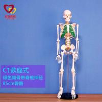 Removable bonesetting 85 cm body skeleton skeleton model simulation assembles toy medical teaching muscles