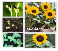 เมล็ดพันธุ์ ทานตะวันแคระ 50 เมล็ด Big Smile Sunflower Seed เมล็ดพันธุ์แท้100%