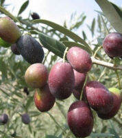 เมล็ดพันธุ์ มะกอกออลิฟ European Olive มะกอกน้ำมัน มะกอกโอลีฟ 5 เม็ด จากโปรตุเกส