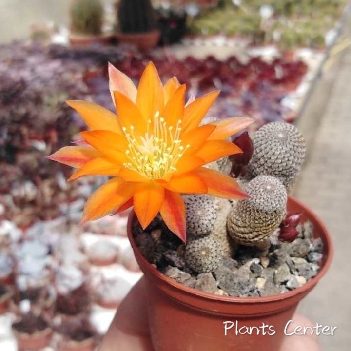 plants-center-พร้อมส่ง-กระบองเพชร-แคคตัส-cactus-rebutia-heliosa-ฟอร์มกอ-2-3cm-7-7cm-9-10cm
