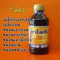 แลมป์ดา-ไซฮาโลทริน 2.5% #ฮาโลซัน เพลี้ยไก่แจ้ทุเรียน เพลี้นอ่อน หนอนเจาะยอด 1ลิตร