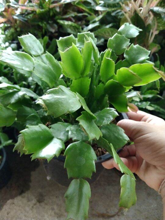 ต้นดอกโบตั๋นแคระหรือคริสมาสแคคตัส-christmas-cactus-จัดส่งแบบสุ่มดอกคละสี-ชมพู-แดง-ขาว-ส้ม-ม่วง-กระถาง5นิ้ว-ชอบแดดรำไร-เลี้ยงง่ายทนไม่ชอบน้ำ