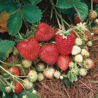 Plant Seeds เมล็ดพันธุ์ Strawberry สายพันธุ์ Ozark Beauty 50 เมล็ด Plant Seeds เมล็ดพันธุ์นำเข้าจาก ยุโรป