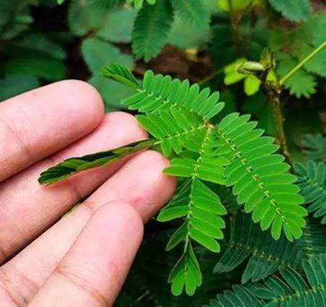 Pokok Semalu |(5 pokok) Mimosa Pudica | Akar, Daun & Batang) | Lazada