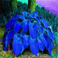 [Seedshot] 50 เมล็ด Hosta Plantaginea กลิ่นหอม Plantaginea ดอกไม้ไฟผสมน้ำแข็ง [ไม่ใช่พืช! เป็นเมล็ดพันธุ์] [คลังสินค้าจุด][ขายตรงจากโรงงาน][ของแท้อย่างเป็นทางการ][โปรโมชั่นลดราคา][50 เมล็ดพันธุ์][เมล็ดผลไม้][เมล็ดพันธุ์ผัก][อร่อยจัง][ปลอดภัย][คลังสินค้าจุ