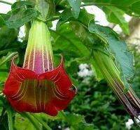 30 เมล็ดพันธุ์ เมล็ด เมล็ดพันธุ์ ต้นดอกระฆัง ดอกลำโพง แตรนางฟ้า Datura metel L. Angel Trumpet Seeds อัตราการงอก 80-85%