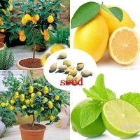 20 Pcs Lemon Tree Seeds Bonsai Garden Tree Outdoor Fruit Indoor Rare Organic Seeds ต้นไม้มงคล ต้นไม้ประดับ พันธุ์ดอกไม้ ต้นไม้จิ๋วจริง ดอกไม้จริง ต้นไม้ฟอกอากาศ บอนไซ ผักสวนครัว Flower Seeds Plant