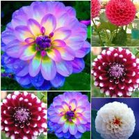 ปลูกง่าย ปลูกได้ทั่วไทย 10Pcs/bag Dahlia Flower Seeds Bonsai Flower Seeds Mix Color Dahlia Flowers Chinese Peony Home Garden Potted Plants Flower Seeds Vegetable Live Plants Air Plant Seed Benih Tree Pokok Bunga