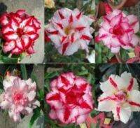 10 เมล็ด เมล็ดพันธุ์ ชวนชม สายพันธุ์ฮอลแลนด์ คละสี Adenium Seed กุหลาบทะเลทราย Desert Rose ราชินีบอนไซ อัตราการงอก 80-90% มีคู่มือปลูก