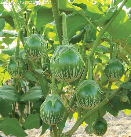 มะเขือ-มะเขือเปราะม่วง-eggplant-seeds-มะเขือแบล๊คไดม่อน-มะเขือไข่เต่าขาว-มะเขือคางกบ