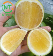 HCM 1 Kg Cam Đường Canh Lâm Đồng NTFood - Nhất Tín Food